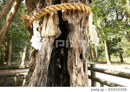 【京都】下鴨神社　御神木注連縄飾り 65050306