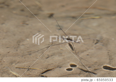 オオアメンボ オオアメンボ 65050533