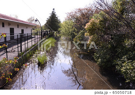 水元公園　水路 65050718