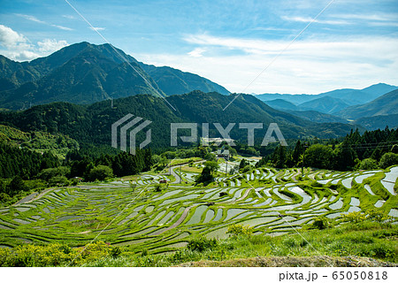 三重県　初夏の丸山千枚田 65050818