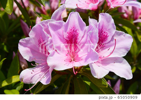 大紫躑躅の花 大紫躑躅の花 65050909