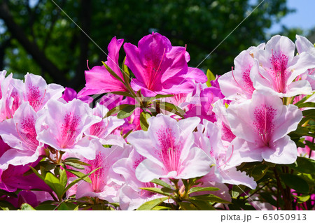 大紫躑躅の花 大紫躑躅の花 65050913