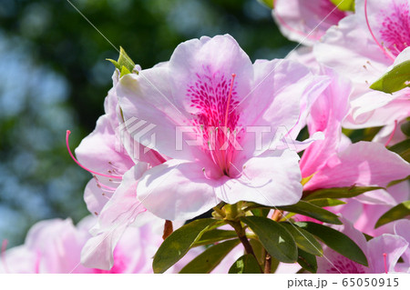 大紫躑躅の花の写真素材