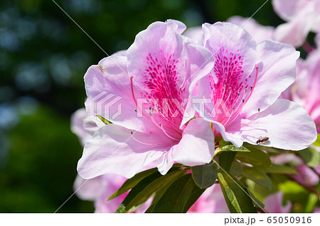 大紫躑躅の花 大紫躑躅の花 65050916