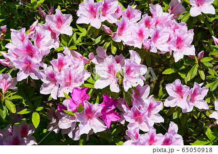 大紫躑躅の花 大紫躑躅の花 65050918