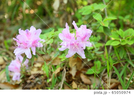 ツツジの花 65050974