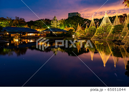 愛知県　名古屋市　白鳥庭園の雪吊り　夕景　紅葉のライトアップ 65051044