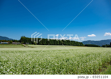 岐阜県　中津川市　椛の湖自然公園　そばの花まつり 65051104
