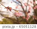 桜1 65051128