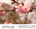 桜2 65051129