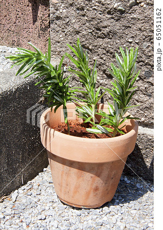 ローズマリーの挿し木 65051162