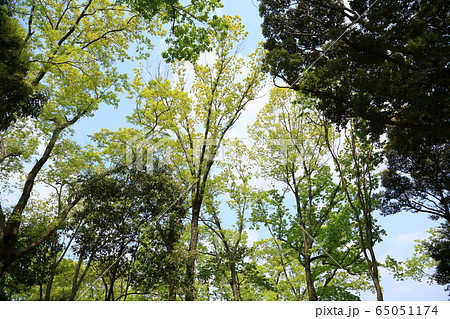 新緑の公園 65051174