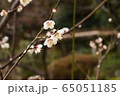 梅1 65051185