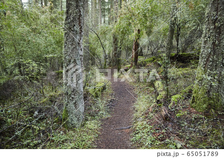 USA, Washington, San Juan County, Orcas Island, Path in forest 65051789