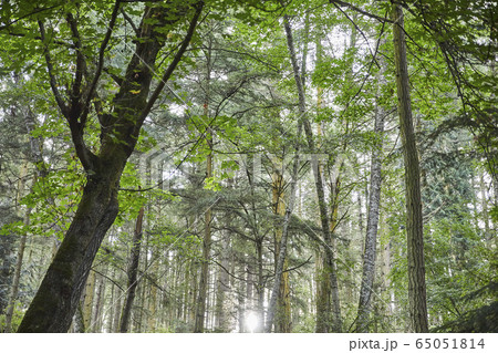 USA, Washington, San Juan County, Orcas Island, Low angle view of trees 65051814