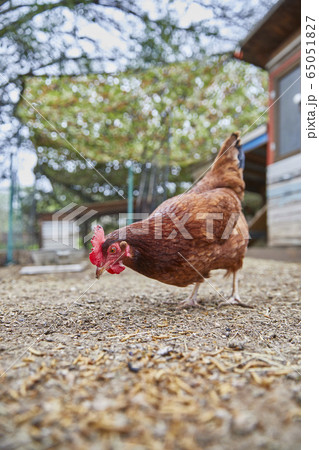 Pecking chicken in farm 65051827
