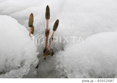 雪の中のつくし02 65052087