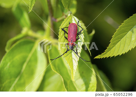 ベニカミキリ 65052296