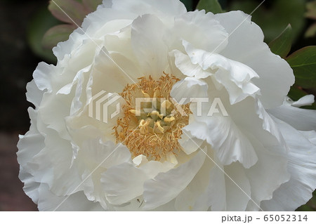 ボタンの花クローズアップ 65052314
