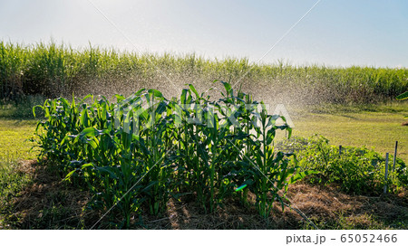 Watering A Backyard Crop Of Corn With A Sprinkler 65052466