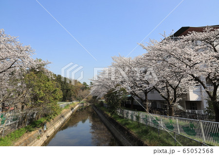 さいたま市緑区見沼代用水東縁の桜並木 さいたま市緑区見沼代用水東縁の桜並木 65052568
