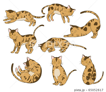 ベンガルのイラスト素材