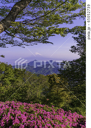 【静岡県】ツツジ咲く葛城山から富士山 65052739