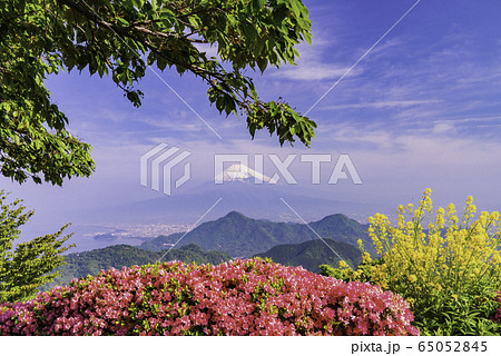 【静岡県】菜の花とツツジ咲く葛城山から富士山 【静岡県】菜の花とツツジ咲く葛城山から富士山 65052845