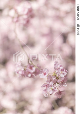 夜桜 縦構図 夜桜 縦構図 65053001