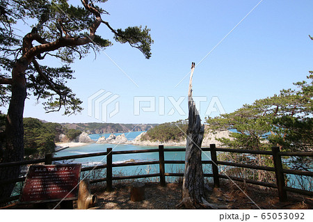 春の浄土ヶ浜を御台場展望台から眺める 65053092