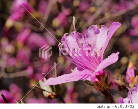 里山の春を彩るコバノミツバツツジの花 65053702