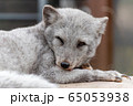 ホッキョクギツネ 65053938
