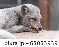 ホッキョクギツネ 65053939