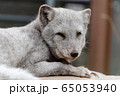 ホッキョクギツネ 65053940
