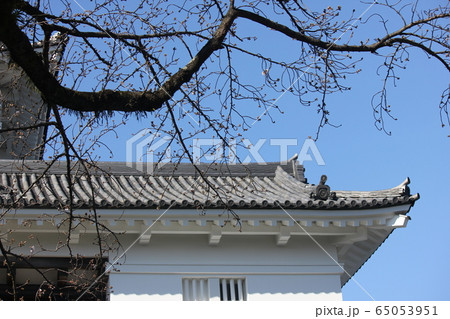 桜開花前の小田原城 桜開花前の小田原城 65053951