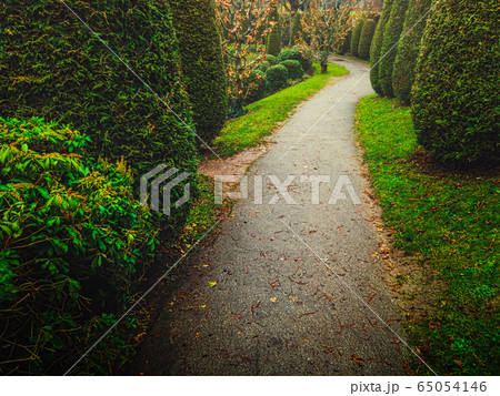 The path in the garden is covered with asphalt, it goes into the distance wriggling among the green ornamental trees 65054146