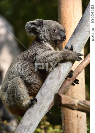 コアラ 65054282