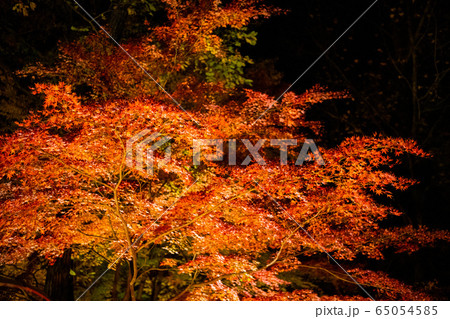 紅葉 65054585