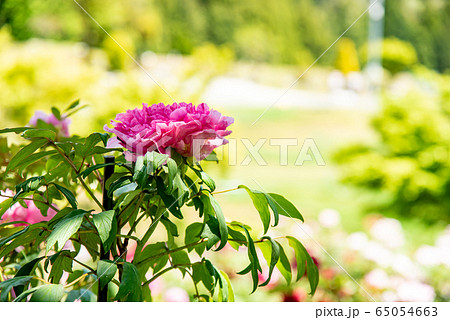 三重県　いなべ市農業公園　ぼたん園　ピンクのぼたん 65054663
