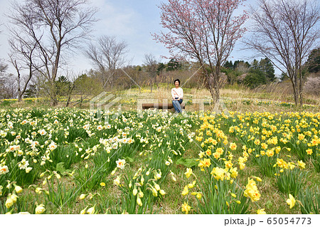 北海道せたな町玉川公園で水仙の群落と女性のポートレートを撮影 北海道せたな町玉川公園で水仙の群落と女性のポートレートを撮影 65054773
