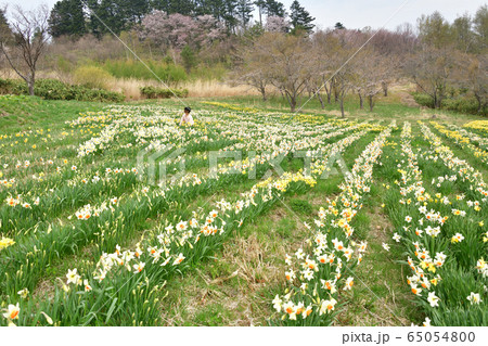 北海道せたな町玉川公園で水仙の群落と女性のポートレートを撮影 北海道せたな町玉川公園で水仙の群落と女性のポートレートを撮影 65054800