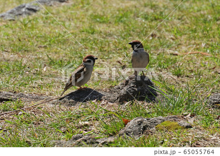 ズズメ2羽　話をしている 65055764