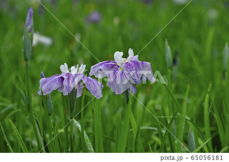 久喜市菖蒲城趾あやめ園の梅雨に咲く花菖蒲の写真素材