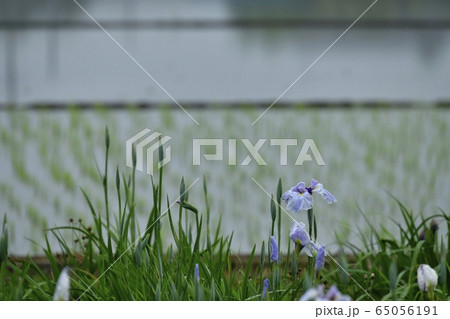 久喜市菖蒲城趾あやめ園の梅雨に咲く花菖蒲と水田 久喜市菖蒲城趾あやめ園の梅雨に咲く花菖蒲と水田 65056191