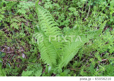 クサソテツ　コゴミの葉 65056210