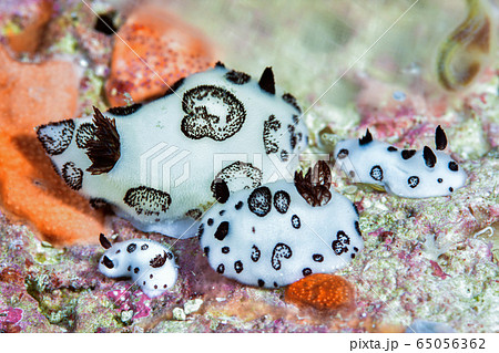 ブチウミウシ 65056362