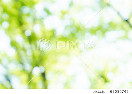 新緑　ぼかし　玉ボケ 65056742