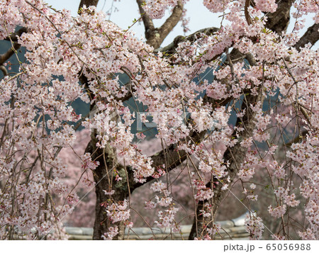 醍醐寺の桜 65056988