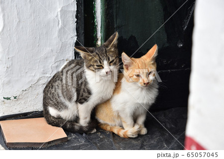 にゃんこ フリヒリアナ スペインの写真素材