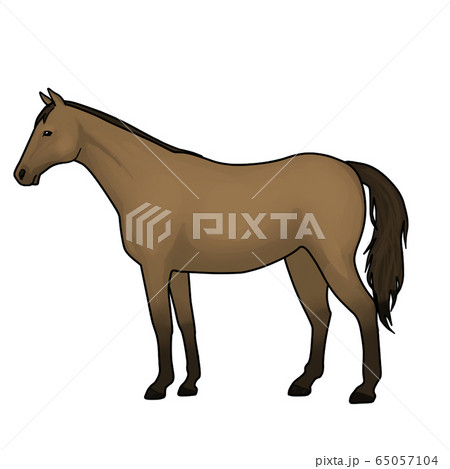 馬のイラスト素材 [65057104] - PIXTA
